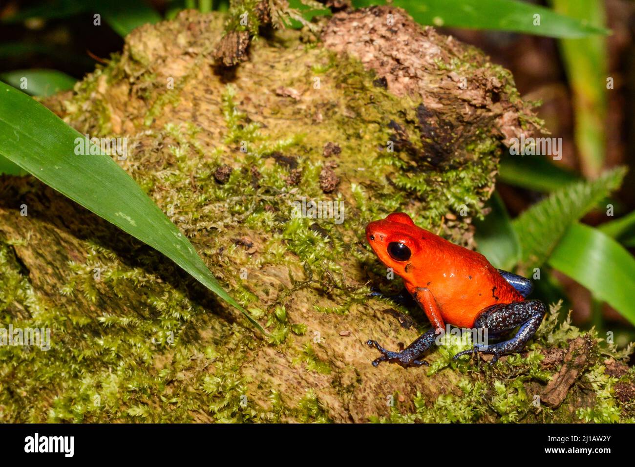 Erdbeer-Dart-Frosch - Oophaga pumilio Stockfoto