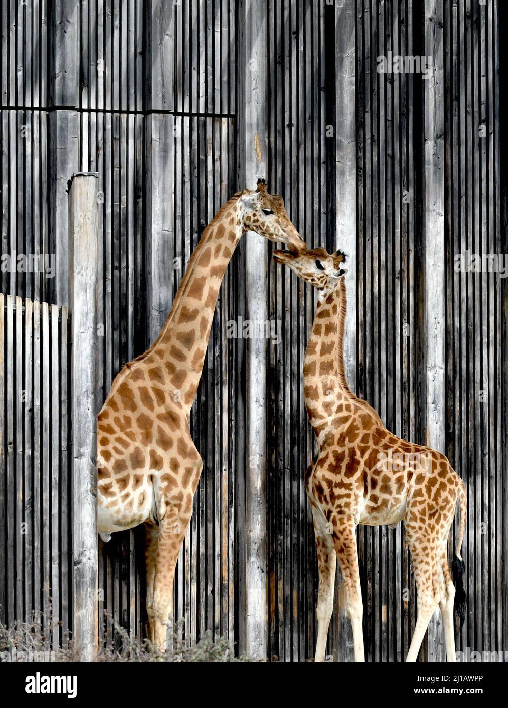 2 Giraffen küssen sich zärtlich im Zoo des Parc de la tete d'Or in Lyon. Es ist Frühling. Stockfoto