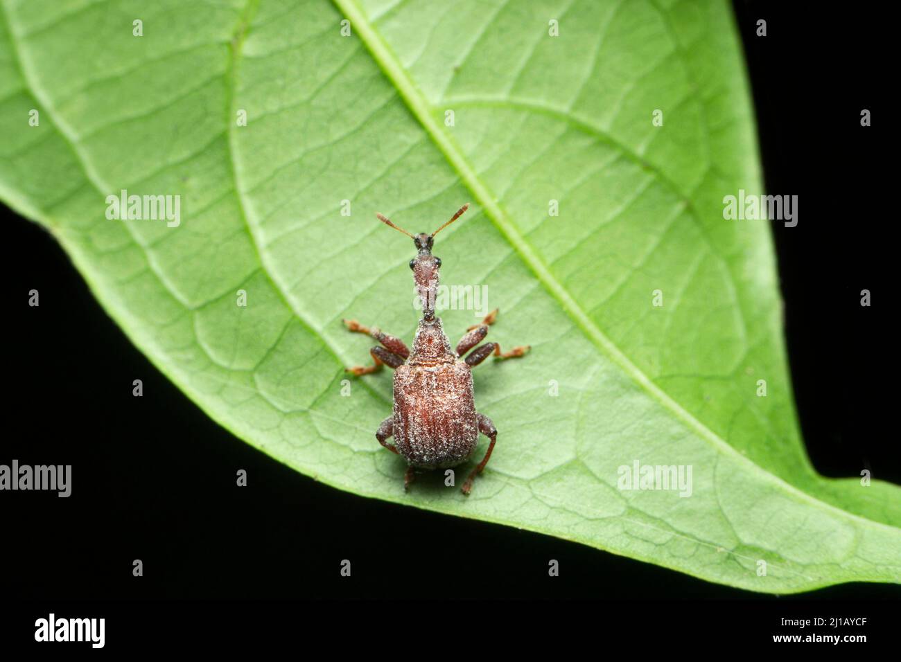 Indischer Giraffenhals-Weevil, Trachelophorus sp, Satara, Maharashtra, Indien Stockfoto