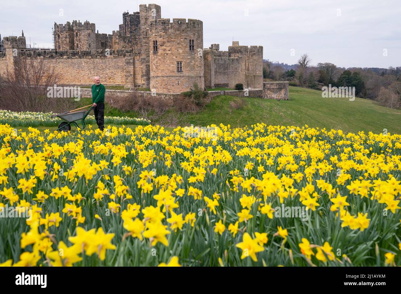 George Swordy, 55, Leiter gardner auf Schloss Alnwick, überprüft die Gärten vor der Eröffnung des Schlosses morgen. Bilddatum: Donnerstag, 24. März 2022. Stockfoto