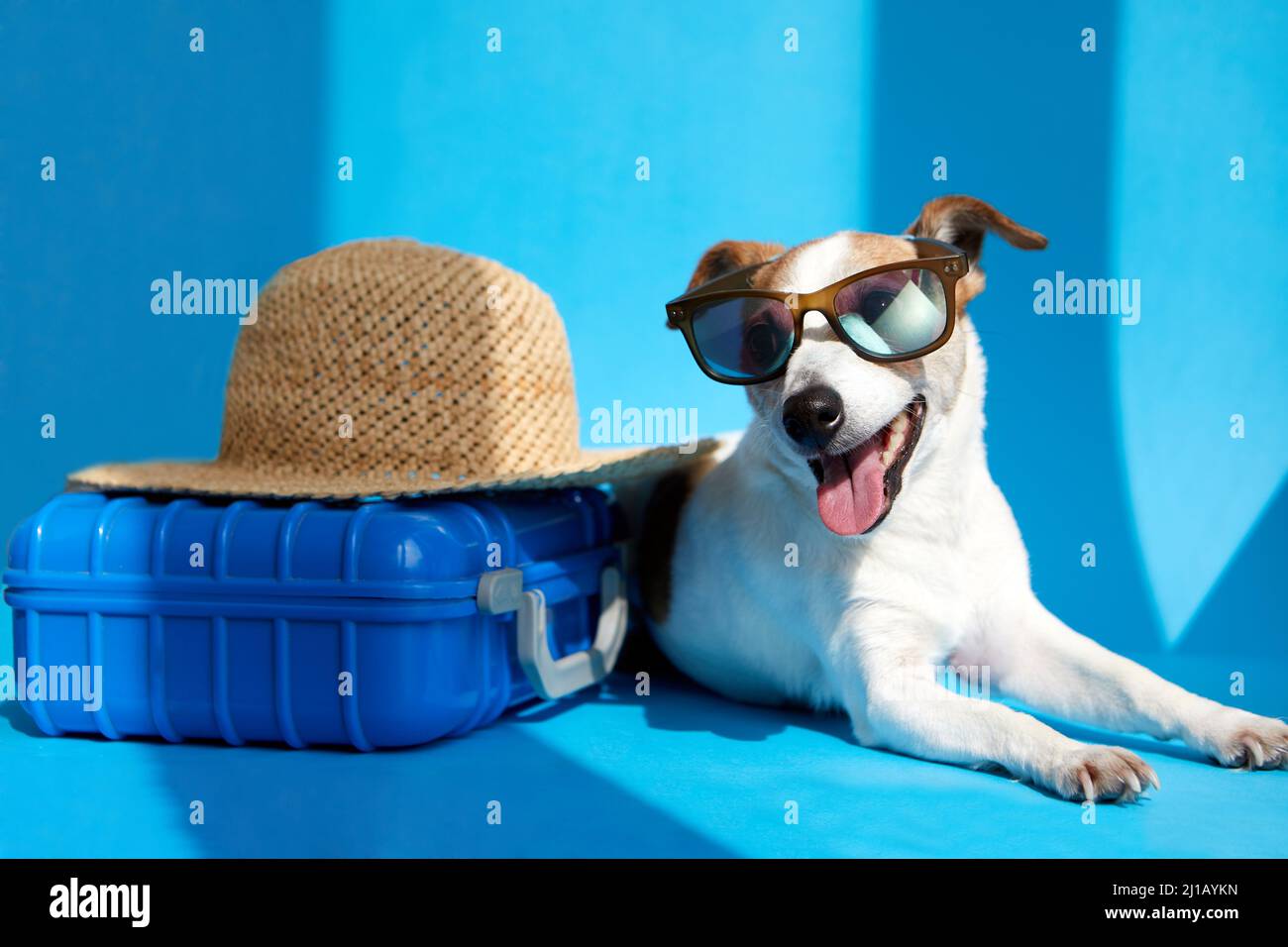 Niedliche Hunderasse Jack Russell Terrier in Sonnenbrillen liegt mit Koffer und Strohhut isoliert auf blauem Studiohintergrund. Lustige Urlaubs- und Reisekonce Stockfoto
