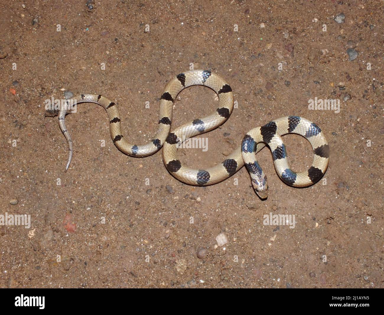 Gebänderte Kukari-Schlange, Oligodon arnensis, Satara, Maharashtra, Indien Stockfoto