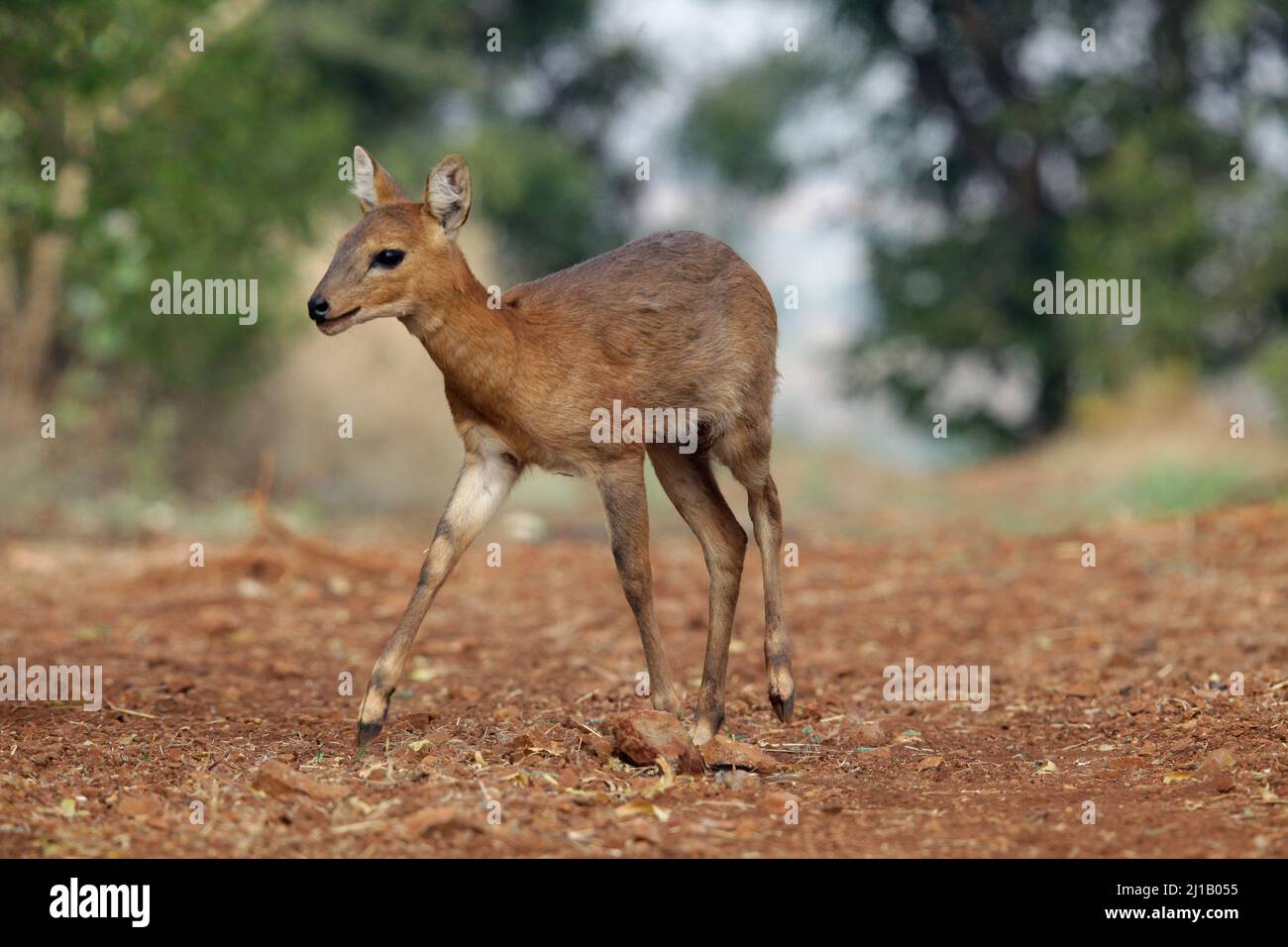 Indischer Muntjak , Muntiacus muntjak, Satara, Maharashtra, Indien Stockfoto