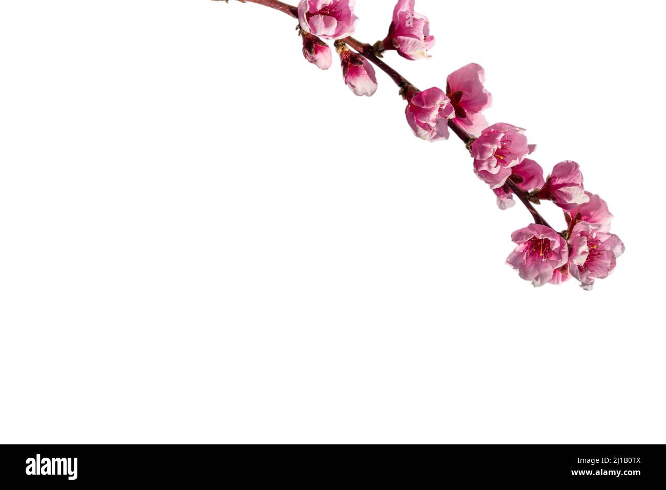 Rosa Pfirsichblüte, blumiger Zweig isoliert auf weiß, Schnittpfad, Kopierraum, grafische Ressource für Banner und Grußkarten Stockfoto