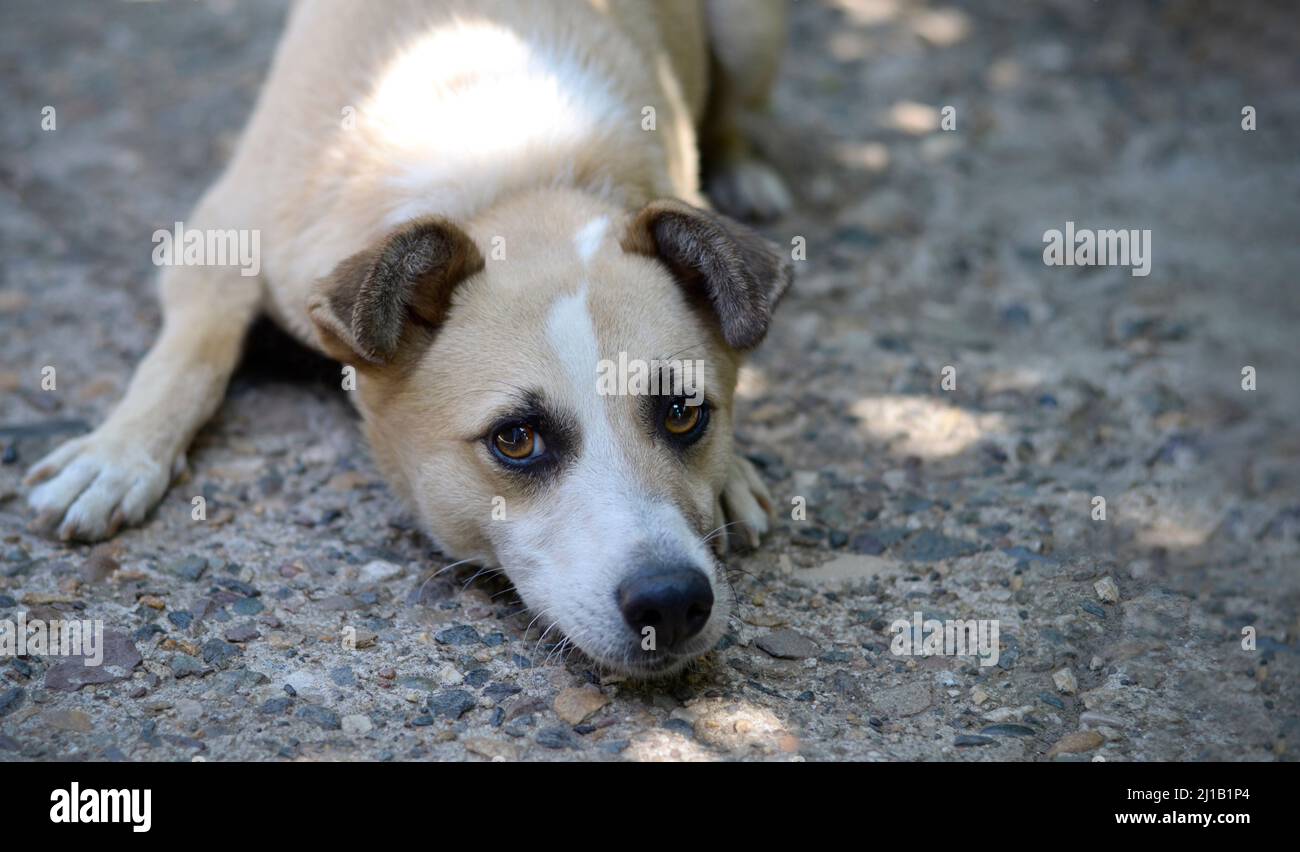 Ein Hund mit traurigen Augen liegt auf dem Boden. Stockfoto