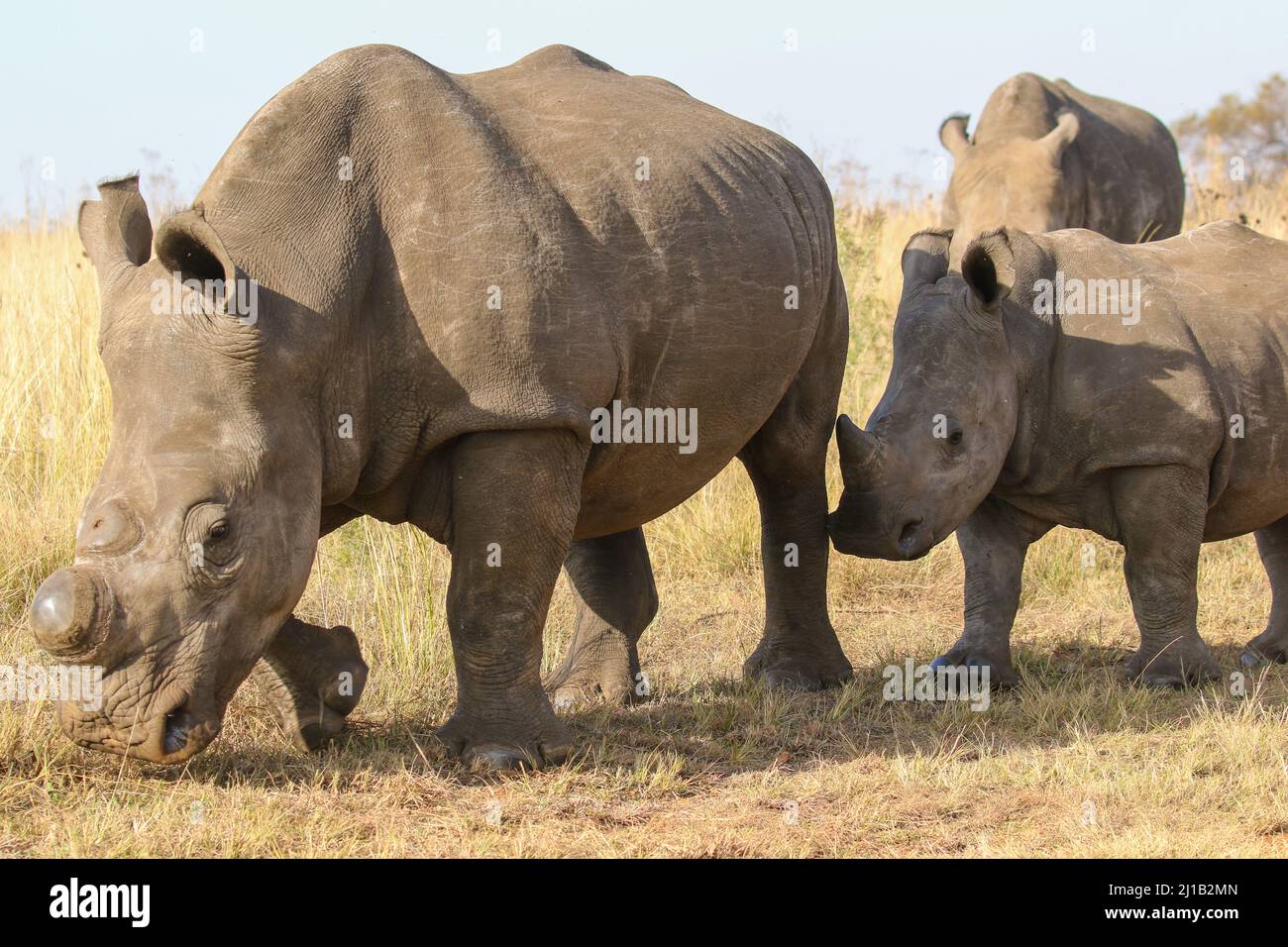 Enthorntes Weißes Nashorn, Südafrika Stockfoto