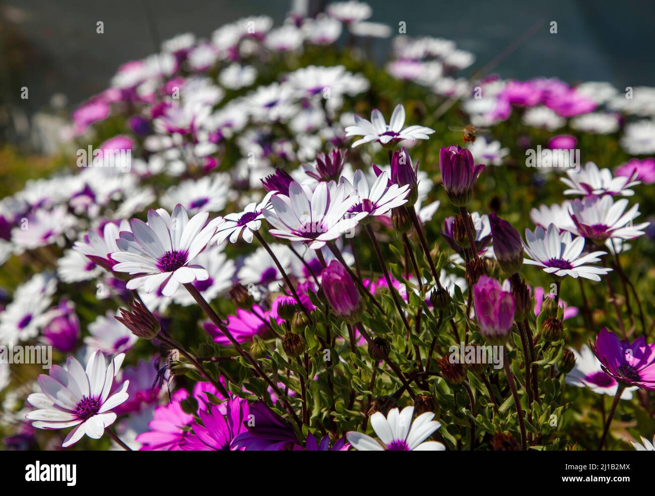 Der nachlaufende afrikanische Gänseblümchen- oder Strauchbusch oder Osteospermum fruticosum. Weiße und violette Gänseblümchen-Blüten auf grünem Hintergrund im Frühling. Stockfoto