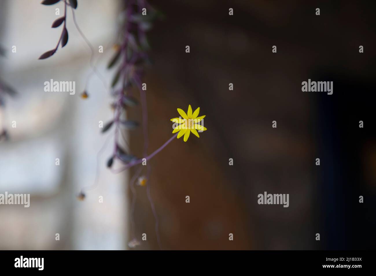 Eine kleine gelbe Blume. Konzept von einsam. Selektiver Fokus und Vorderseite der Ansicht. Stockfoto