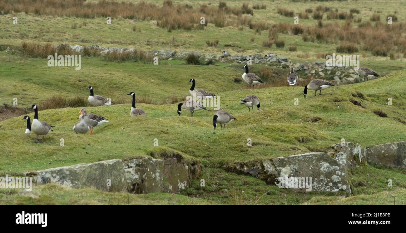 Wilde Gänse auf einem Northumberland Moor, Großbritannien Stockfoto