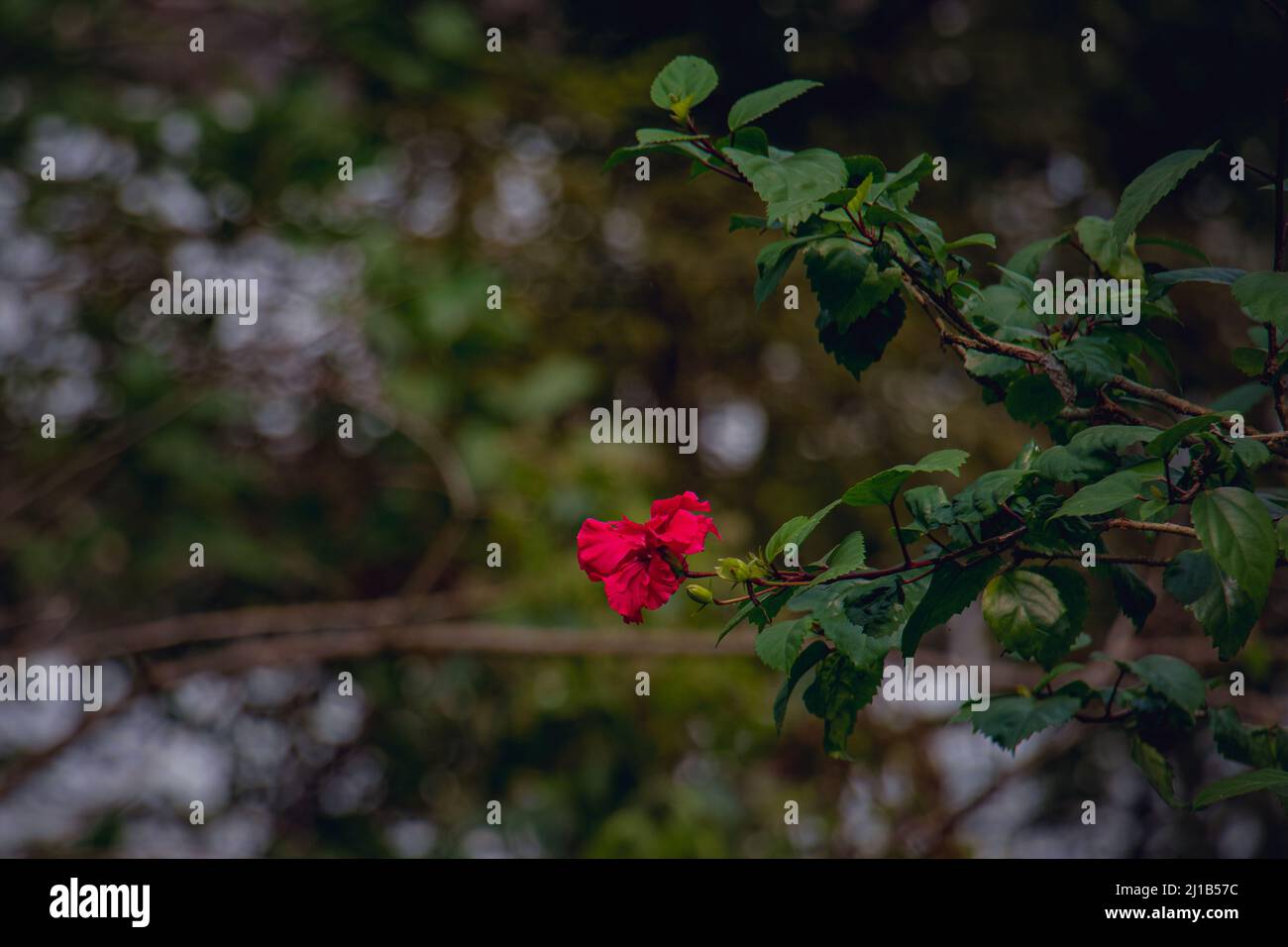 Eine wunderschöne Landschaft mit roten Hibiskusblüten, die im Winter an einem Baum hängen. Stockfoto