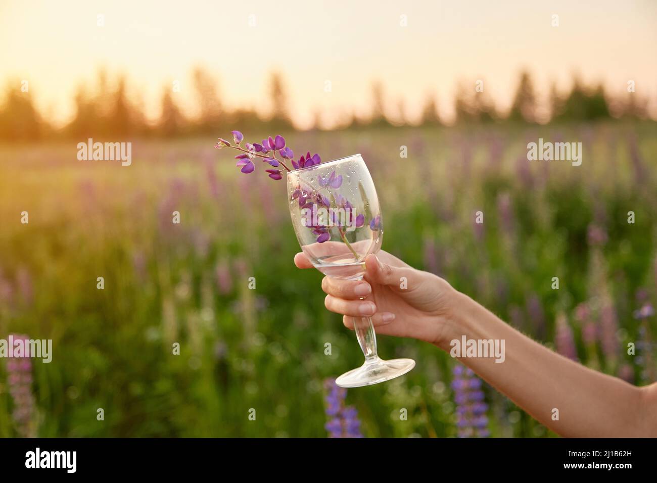Frau Hand hält ein Glas mit lupinus in der Wiese bei Sonnenuntergang. Adaptogenes ayuverdic Drink-Konzept. Bewusster Konsum. Wellness und natürliche concep Stockfoto