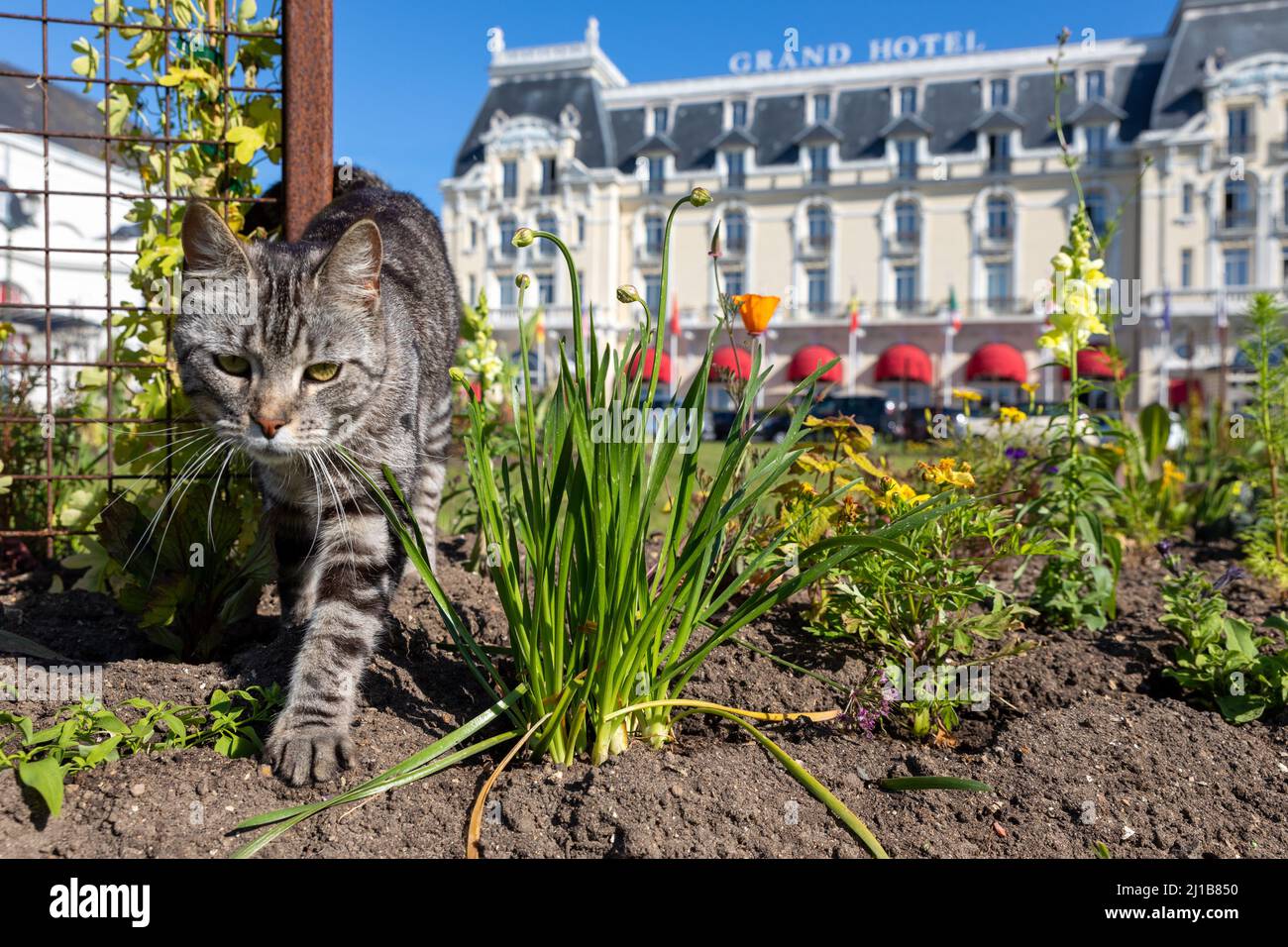 KATZE IN DEN GÄRTEN DES KASINOS IN DER SCHRIFT DES GRAND HOTELS, CABOURG, CALVADOS, NORMANDIE, FRANKREICH Stockfoto