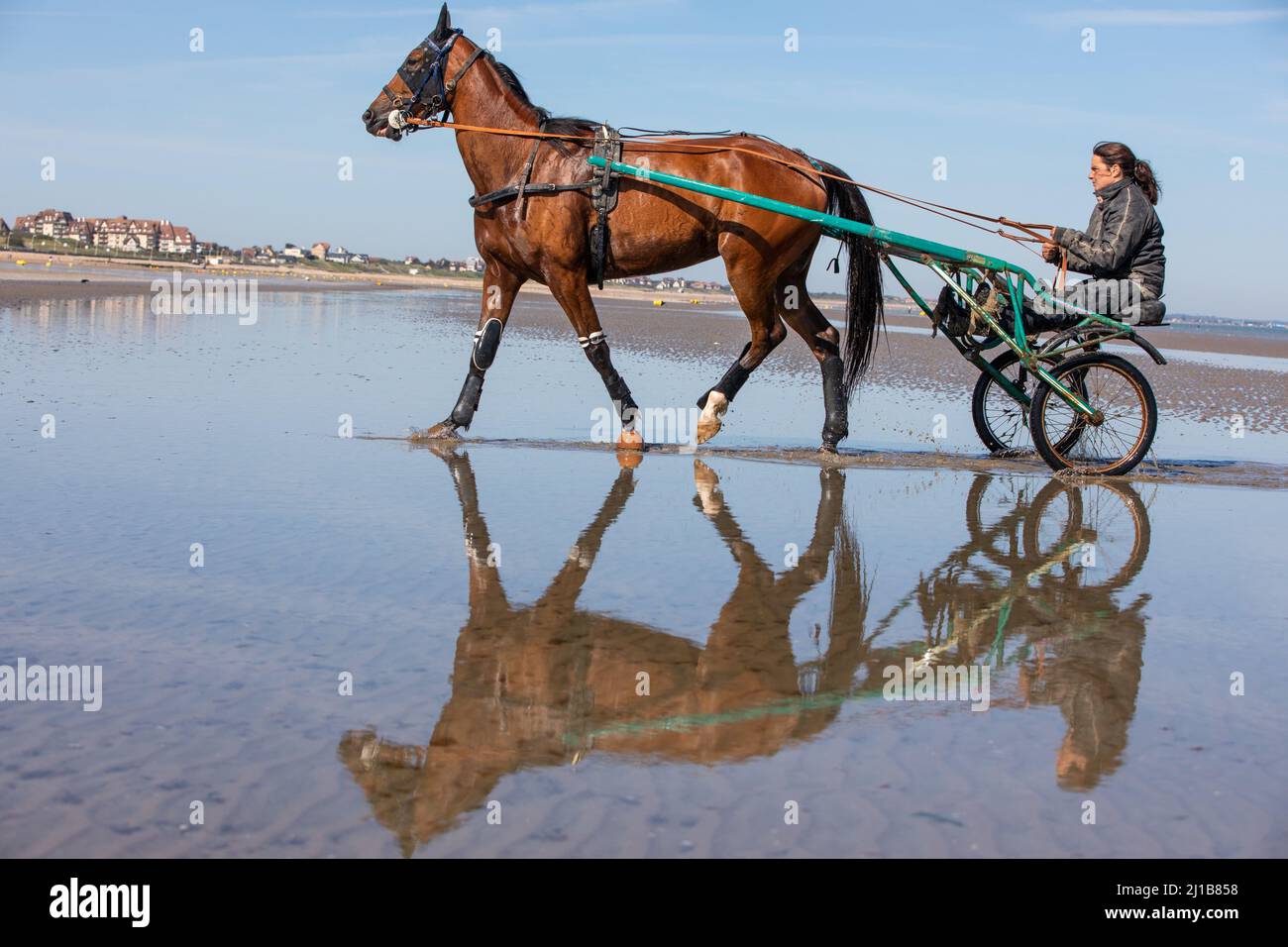 TRAINING DER HARNESS-RENNPFERDE AM STRAND VON CABOURG, CALVADOS, NORMANDIE, FRANKREICH Stockfoto