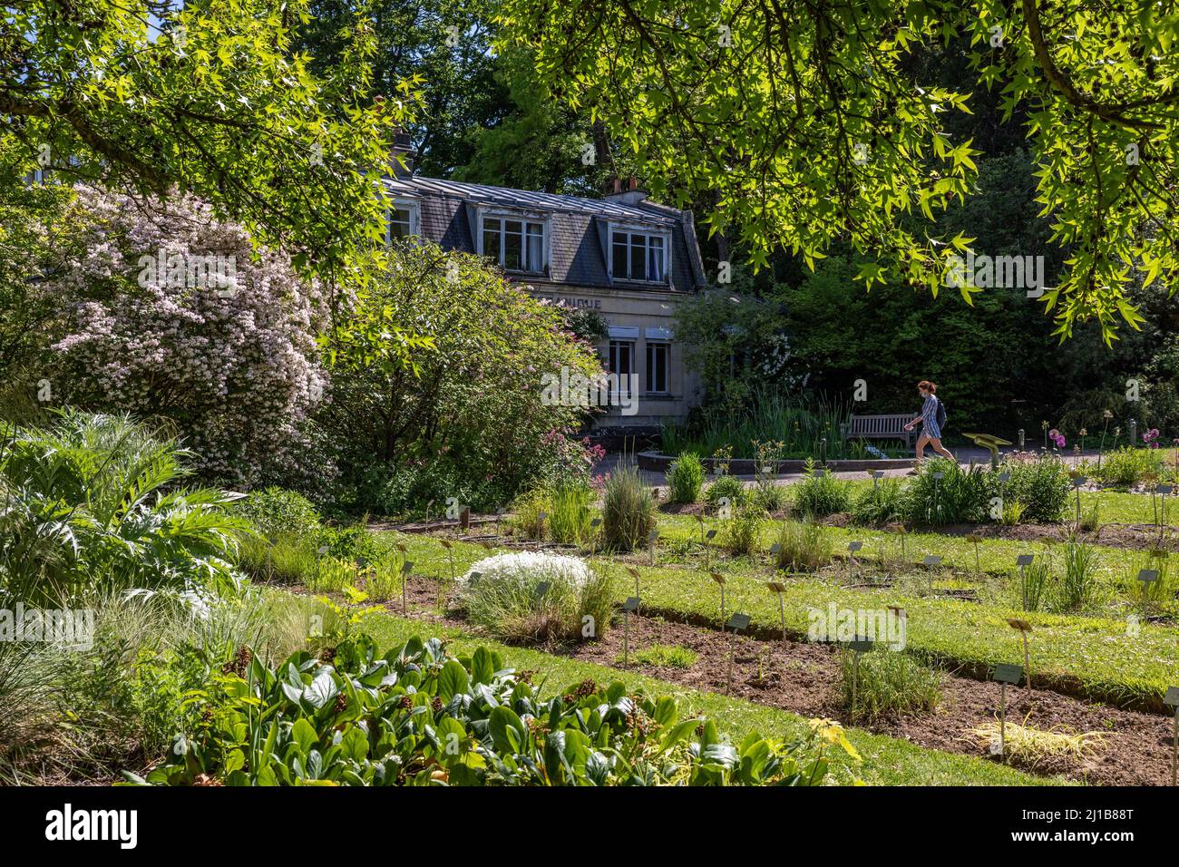 JUNGE FRAU IM BOTANISCHEN GARTEN, CAEN, CALVADOS, NORMANDIE, FRANKREICH Stockfoto
