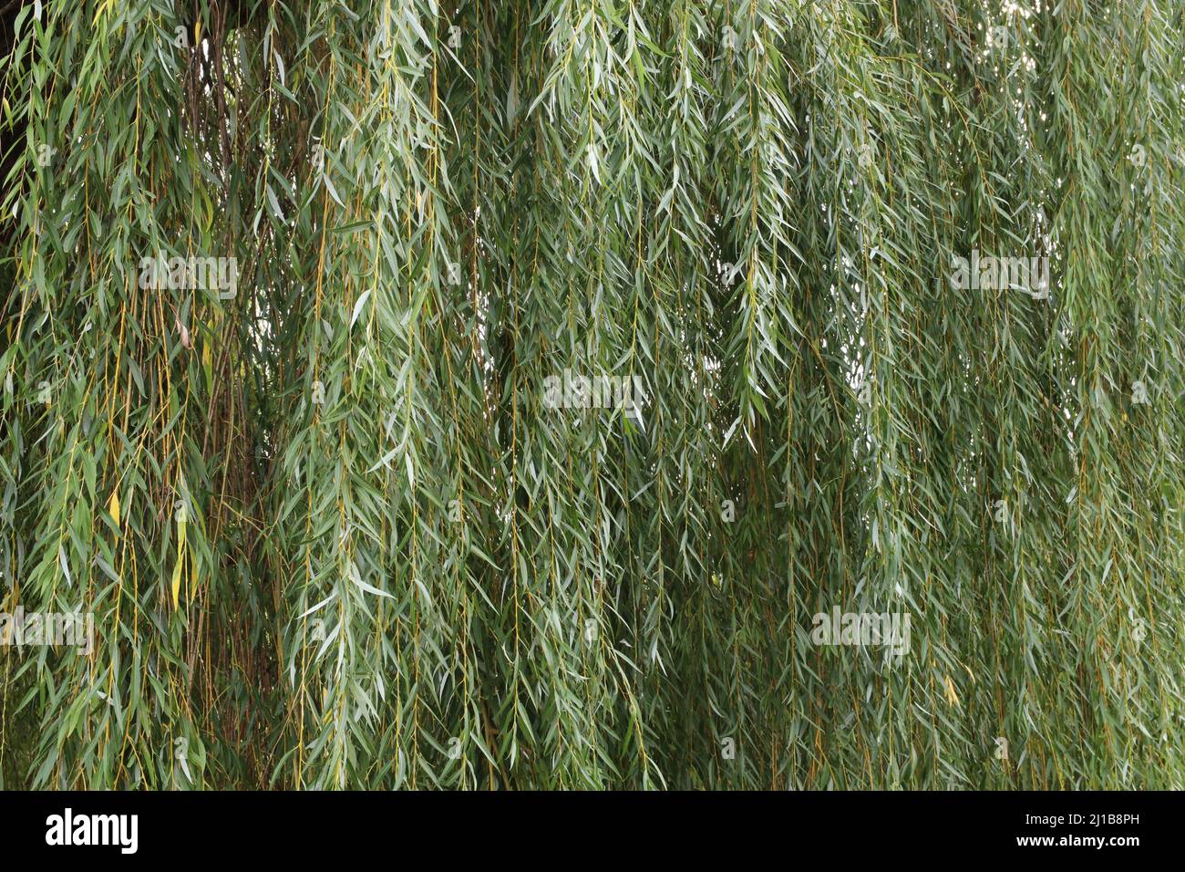 Viele hängende Weidenzweige mit Blättern. Stockfoto