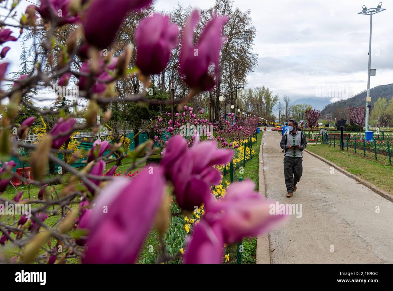 Srinagar, Indien. 24. März 2022. Ein Mann geht im Frühling an blühenden Bäumen vorbei. Der Indira Gandhi Memorial Tulip Garden, ehemals Siraj Bagh, verfügt über etwa 15 lakh Tulpen in über 60 Sorten, die die Hauptattraktion des Gartens im Frühjahr in Kaschmir sind, was den Beginn der Hochsaison Touristensaison einleitet. Hunderte von Menschen strömen in die blühenden Mandelnischen und Tulpengärten Kaschmirs, die von einigen lokalen Fachleuten für psychische Gesundheit als therapeutisch für die vernarbte Psyche beschrieben werden. Kredit: SOPA Images Limited/Alamy Live Nachrichten Stockfoto