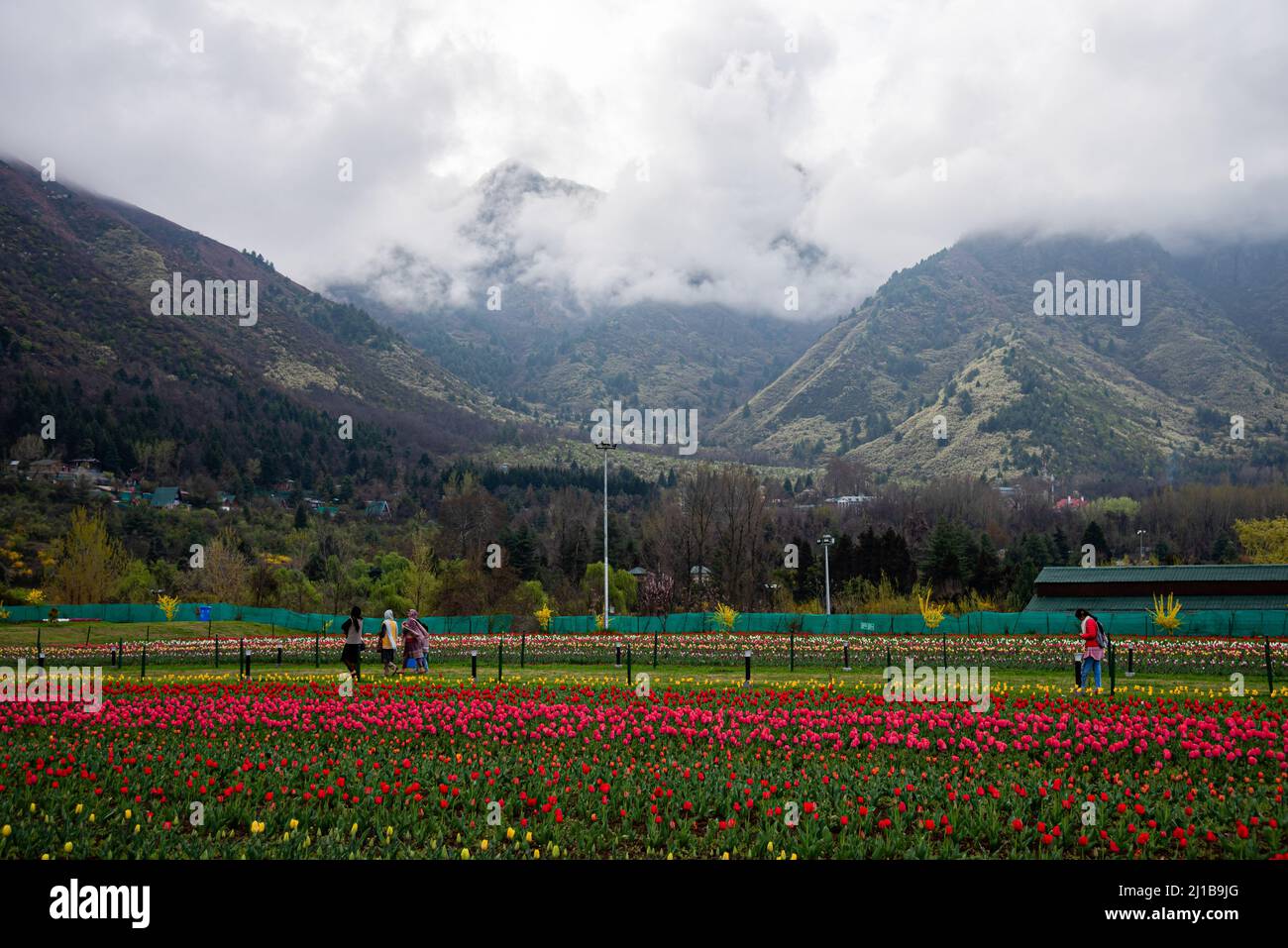 Srinagar, Indien. 24. März 2022. Allgemeiner Blick auf den Tulpengarten im Frühjahr. Der Indira Gandhi Memorial Tulip Garden, ehemals Siraj Bagh, verfügt über etwa 15 lakh Tulpen in über 60 Sorten, die die Hauptattraktion des Gartens im Frühjahr in Kaschmir sind, was den Beginn der Hochsaison Touristensaison einleitet. Hunderte von Menschen strömen in die blühenden Mandelnischen und Tulpengärten Kaschmirs, die von einigen lokalen Fachleuten für psychische Gesundheit als therapeutisch für die vernarbte Psyche beschrieben werden. Kredit: SOPA Images Limited/Alamy Live Nachrichten Stockfoto