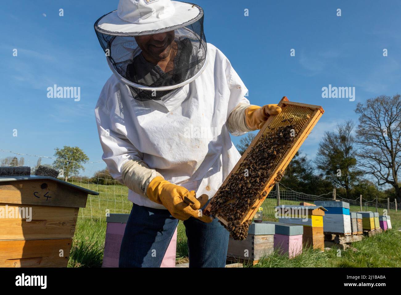 LAURENT CAMPELL, IMKER, LE RUCHER DES AUTHIEUX, BOIS-ANZERAY, EURE, NORMANDIE, FRANKREICH Stockfoto