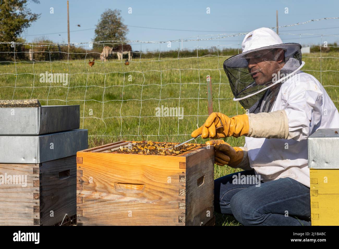 LAURENT CAMPELL, IMKER, LE RUCHER DES AUTHIEUX, BOIS-ANZERAY, EURE, NORMANDIE, FRANKREICH Stockfoto