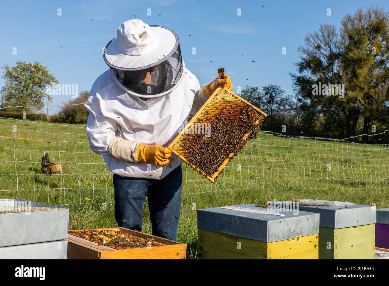 LAURENT CAMPELL, IMKER, LE RUCHER DES AUTHIEUX, BOIS-ANZERAY, EURE, NORMANDIE, FRANKREICH Stockfoto