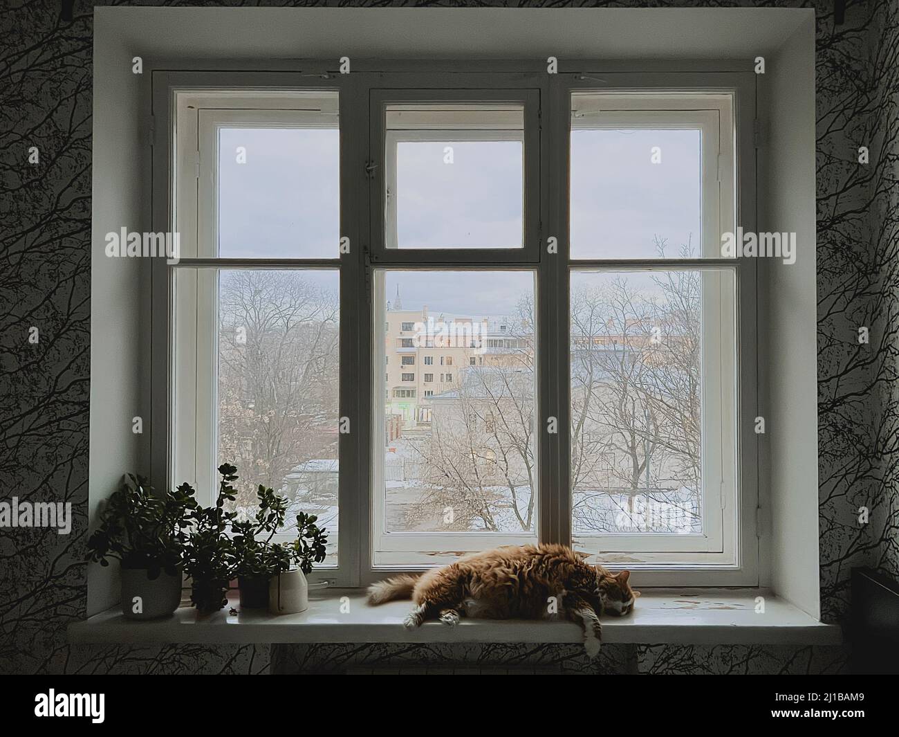 Große rote Katze schläft auf der Fensterbank. Turbulenzen in der Stadt draußen, Haus ist ruhig. Hauspflanzen, Außenfenster Winter und Bäume ohne Blätter. Stockfoto