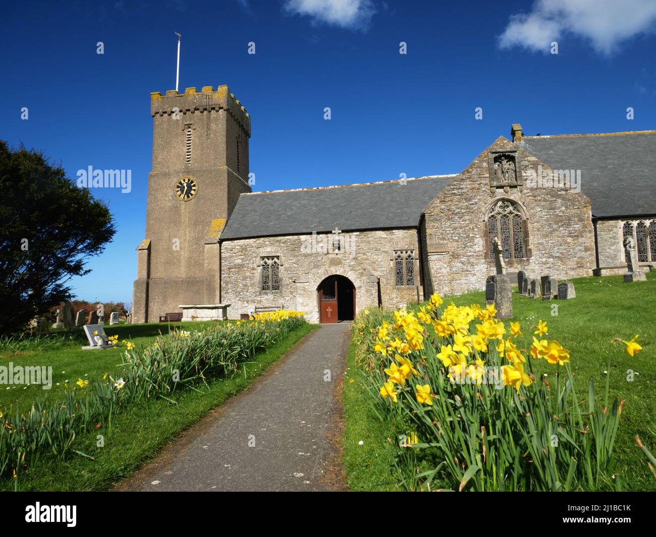 Narzissen säumen den Pfad in St. Carantoc, Crantock, Newquay, Cornwall. Stockfoto