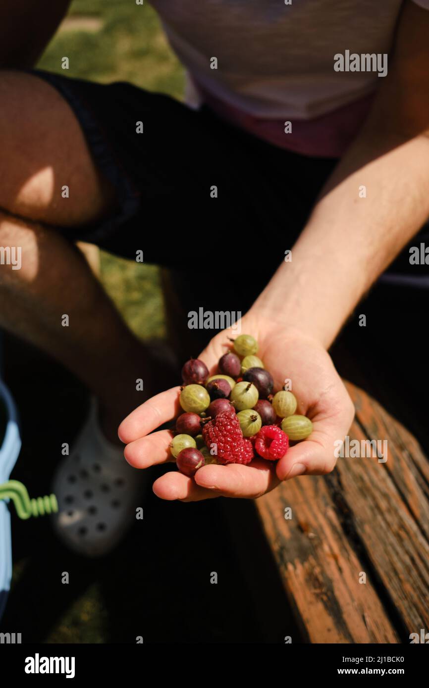 Der Mensch hält eine Handvoll frischer Beeren in der Hand. Sonniger Tag im Sommer. Sammeln von Beeren aus dem Busch Stockfoto