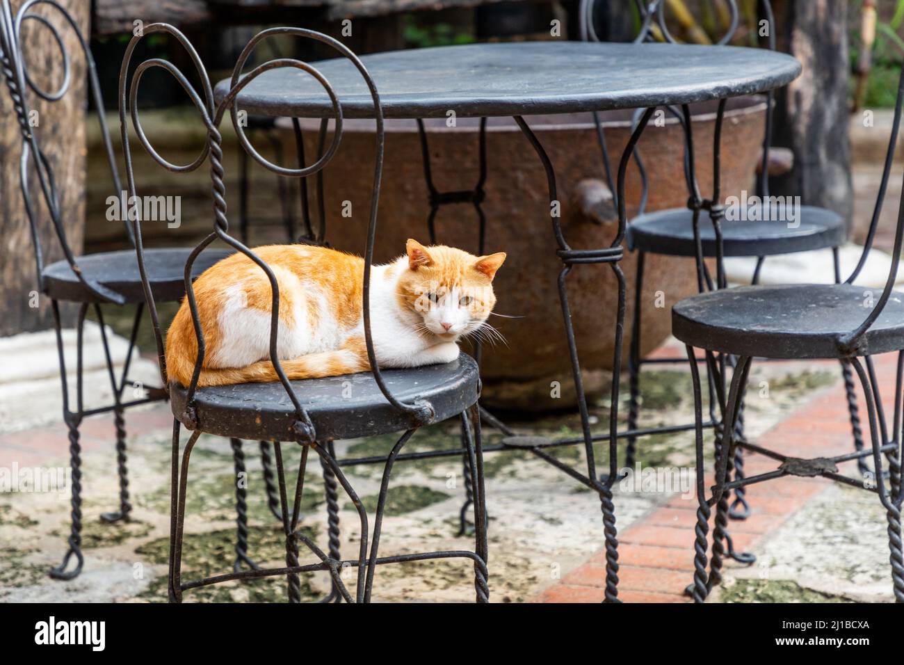KATZE IM INNENHOF, KOLONIALVIERTEL, DAS VON DER UNESCO, SANTO DOMINGO, DOMINIKANISCHE REPUBLIK, ZUM WELTKULTURERBE ERKLÄRT WURDE Stockfoto