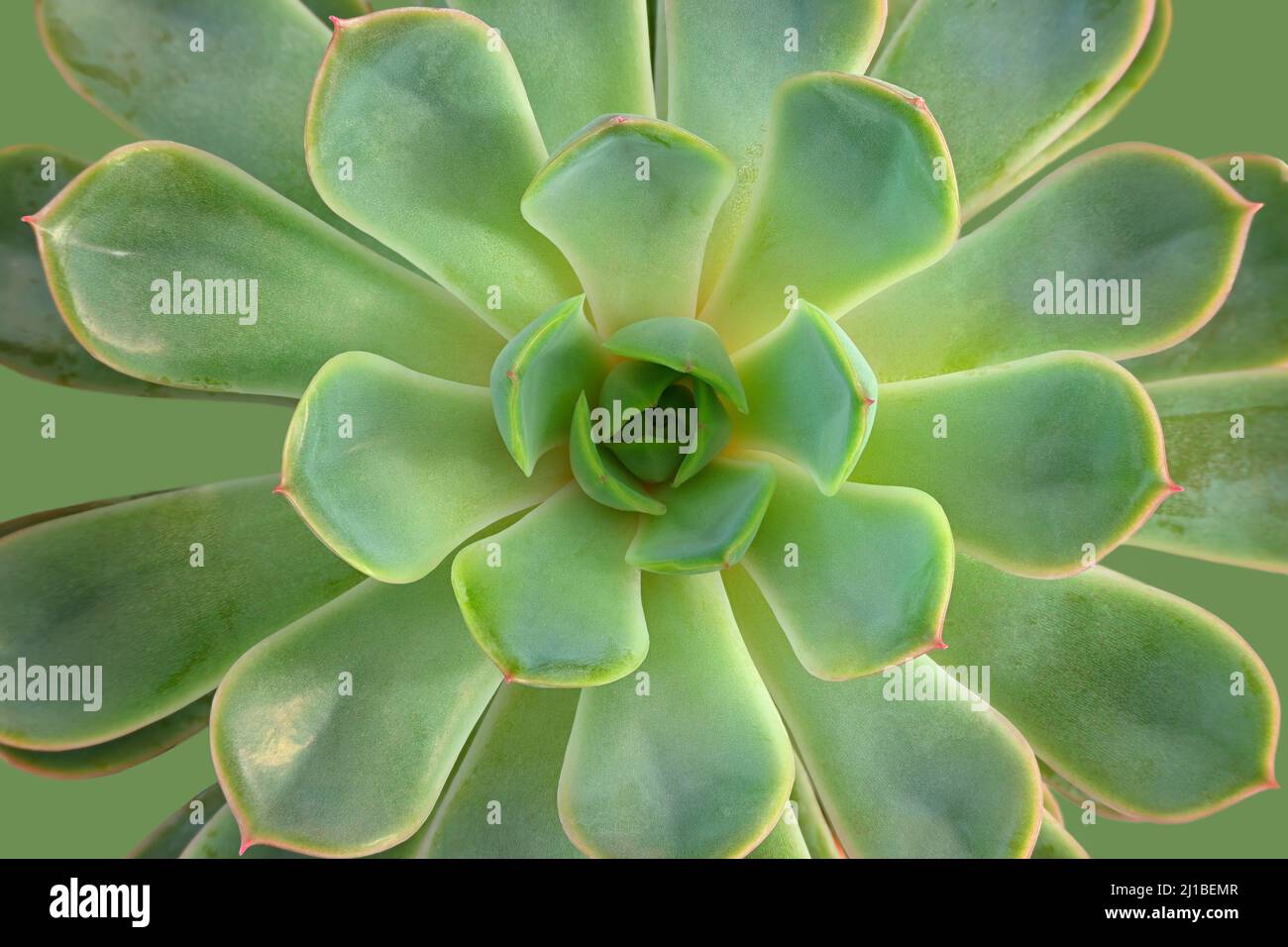zwergpalme zimmerpflanze Chamaerops , humilis Zwergpalme, 90cm – toskanagartenshop main image 0