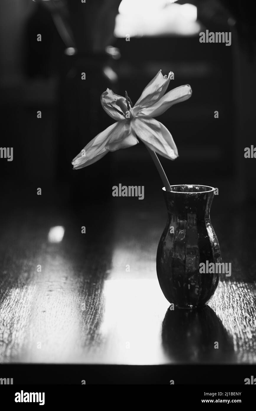 Schwarz-weißes Foto einer offenen Tulpe in einer Vase auf dem Hintergrund eines Fensters. Konzentrieren Sie sich auf die entfernten Blätter. Stockfoto