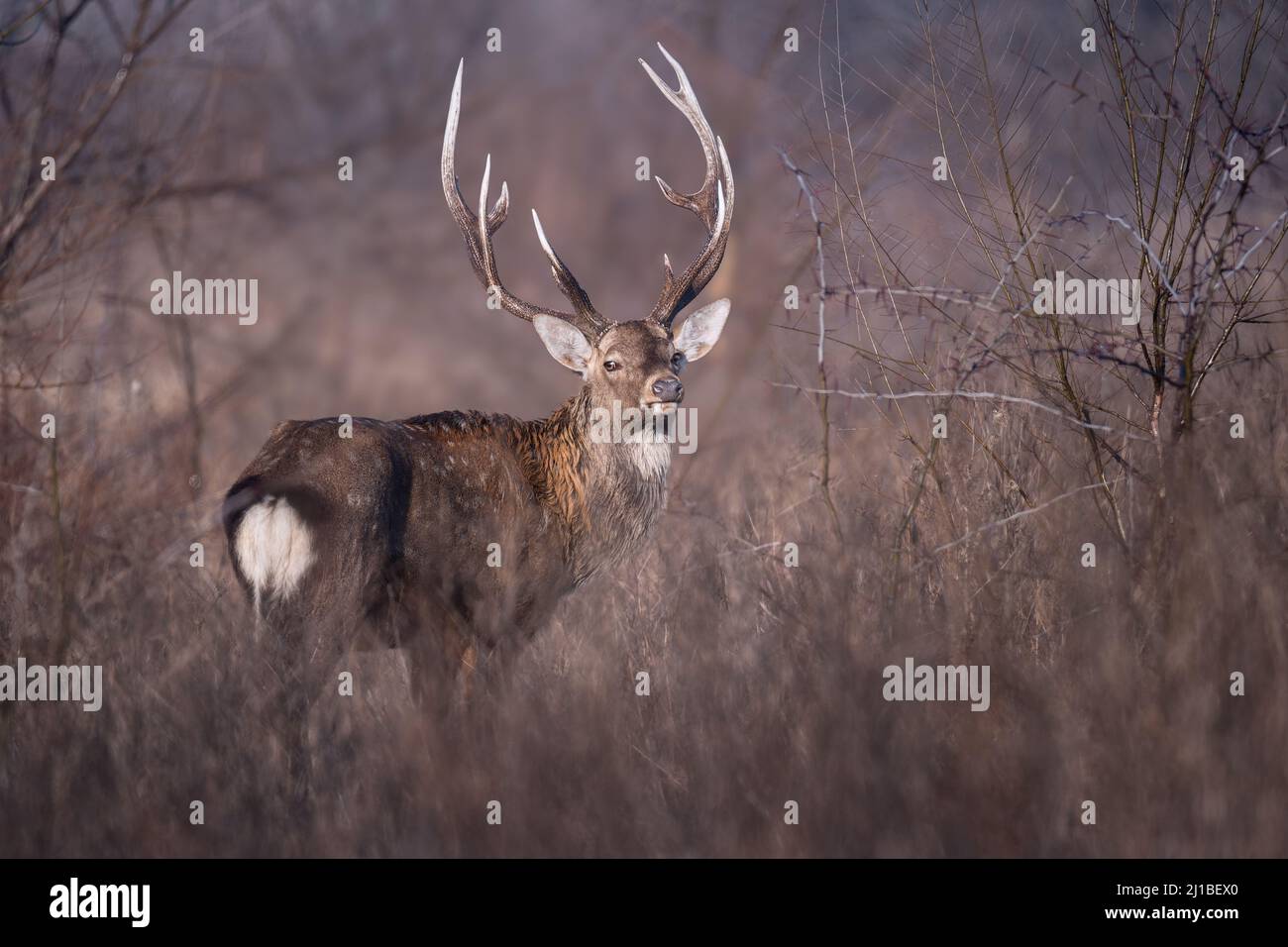 Wildtierszene von einzelnen sika- oder Fleckhirschen (Cervus nippon) im natürlichen Lebensraum Stockfoto