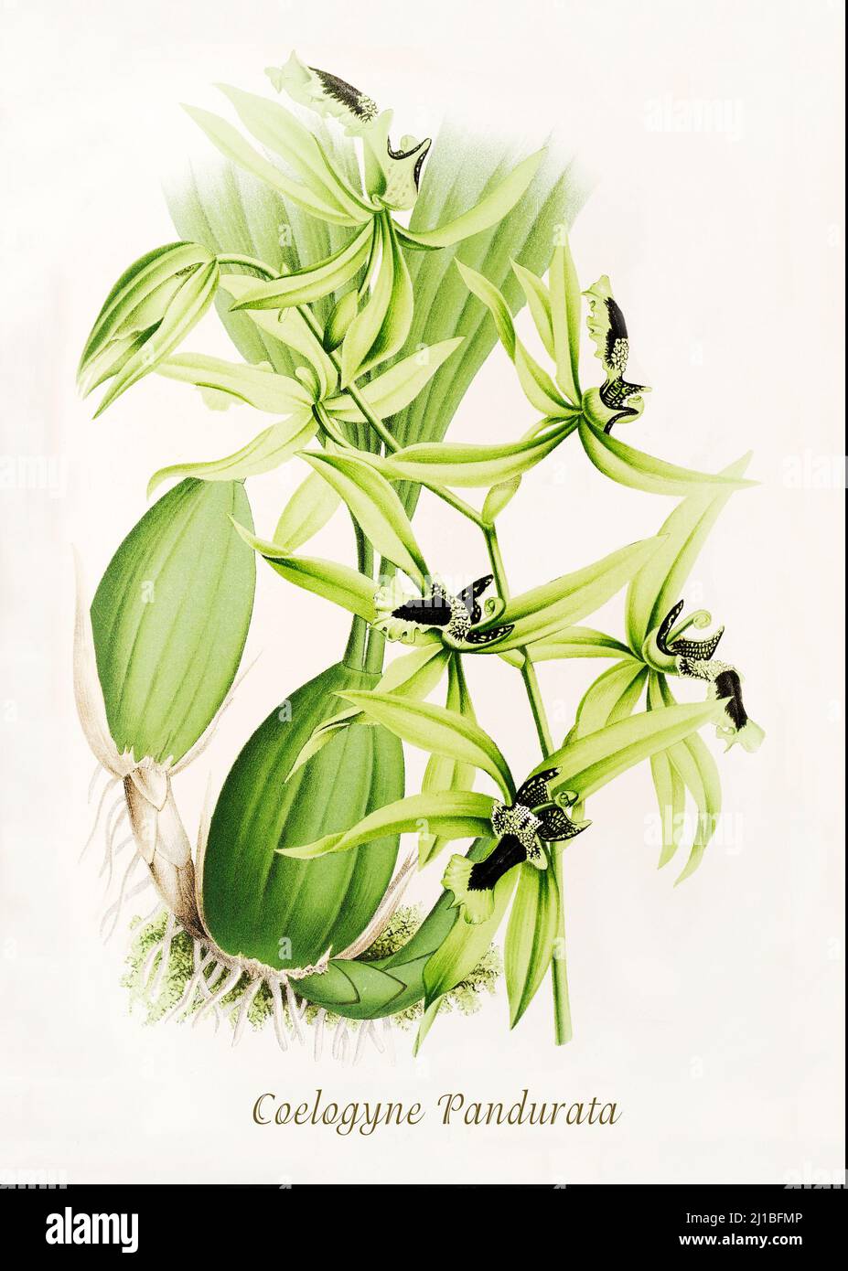 Eine Illustration der Coelogyne pandurata aus dem späten 18.. Jahrhundert, einer Orchideenart der Familie Orchidaceae, die in Malaysia, Sumatra, Borneo und den Philippinen als großer, heiß wachsender Epiphyt auf großen Bäumen in der Nähe von Flüssen beheimatet ist. Aus der Iconographie des Orchidees, einer Zeitschrift mit botanischen Illustrationen, die von Jean Jules Linden (1817-1898) veröffentlicht wurde, war ein belgischer Botaniker, Forscher und Gartenbauer, der sich auf Orchideen spezialisierte. Stockfoto