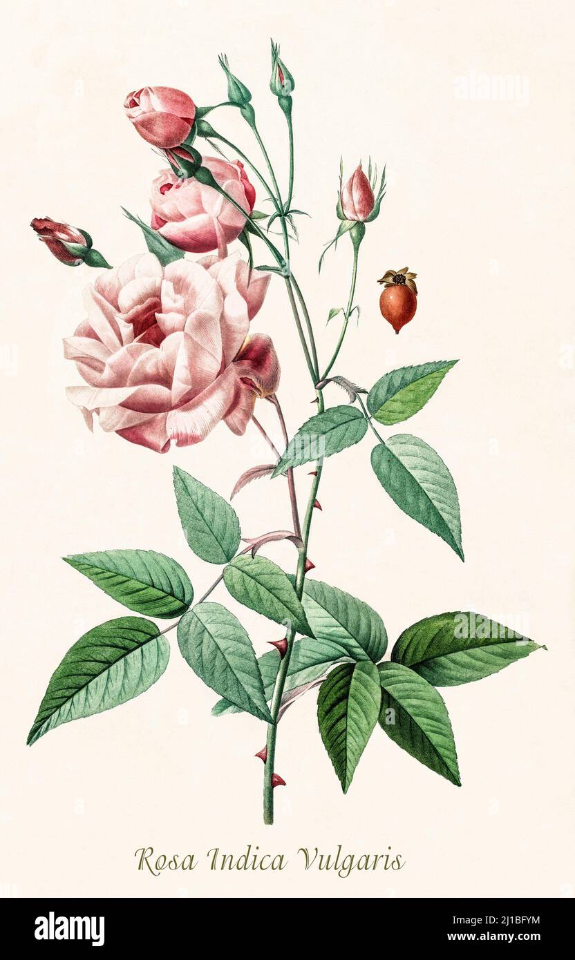 Eine Illustration der Rosa Indica aus dem späten 18.. Jahrhundert, eine der Vorfahren moderner Rosen, die sich durch ihre Resistenz gegen Schädlinge und Krankheiten auszeichnet. Sie haben eine einzelne Blume von fünf Blütenblättern, aber einige doppelte Formen treten als Sport auf. Rosa indica ist eine Rose, die im südlichen China, im nördlichen Indo-China und in Taiwan beheimatet ist. Es ist eine mittelgroße Rose mit roten halb-Doppel- bis Doppelblüten. Kein Duft. Stockfoto