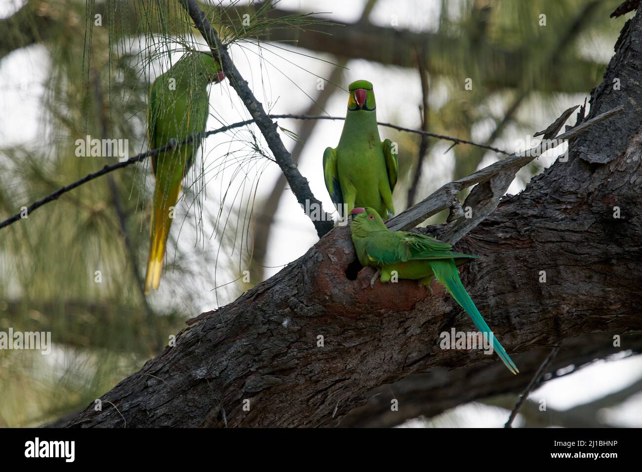 Drei Rosenberingsittiche, die an ihrem Nest in einer Baumhöhle auf einem Baum thronen Stockfoto