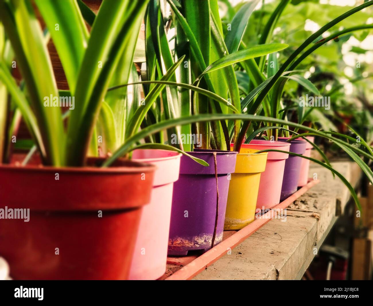 Mehrfarbige Blumentöpfe zum Pflanzen in einem Blumenladen Stockfotografie -  Alamy