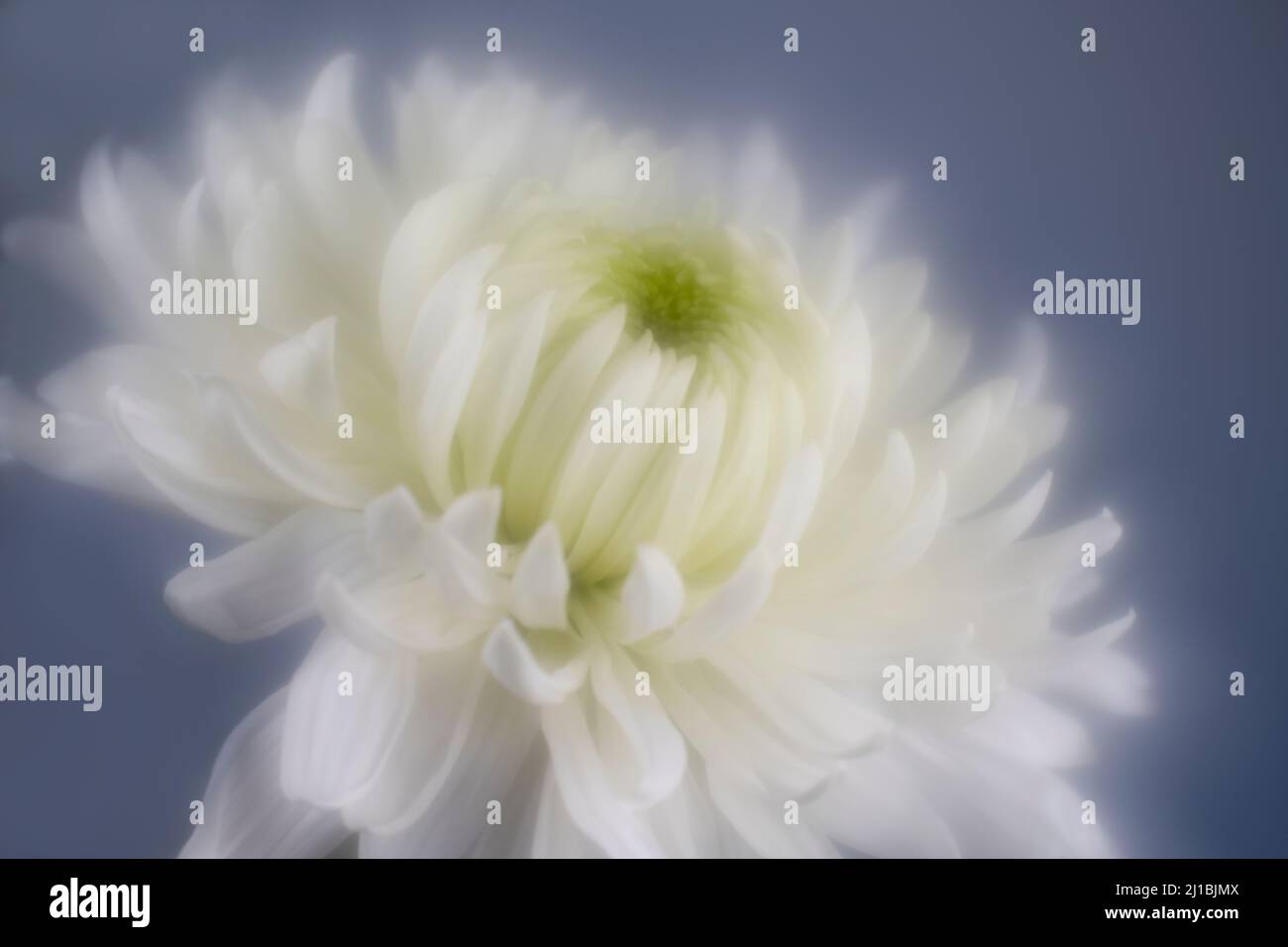 Foto einer schönen weißen Chrysanthemum-Blume mit sanftem Fokus Stockfoto