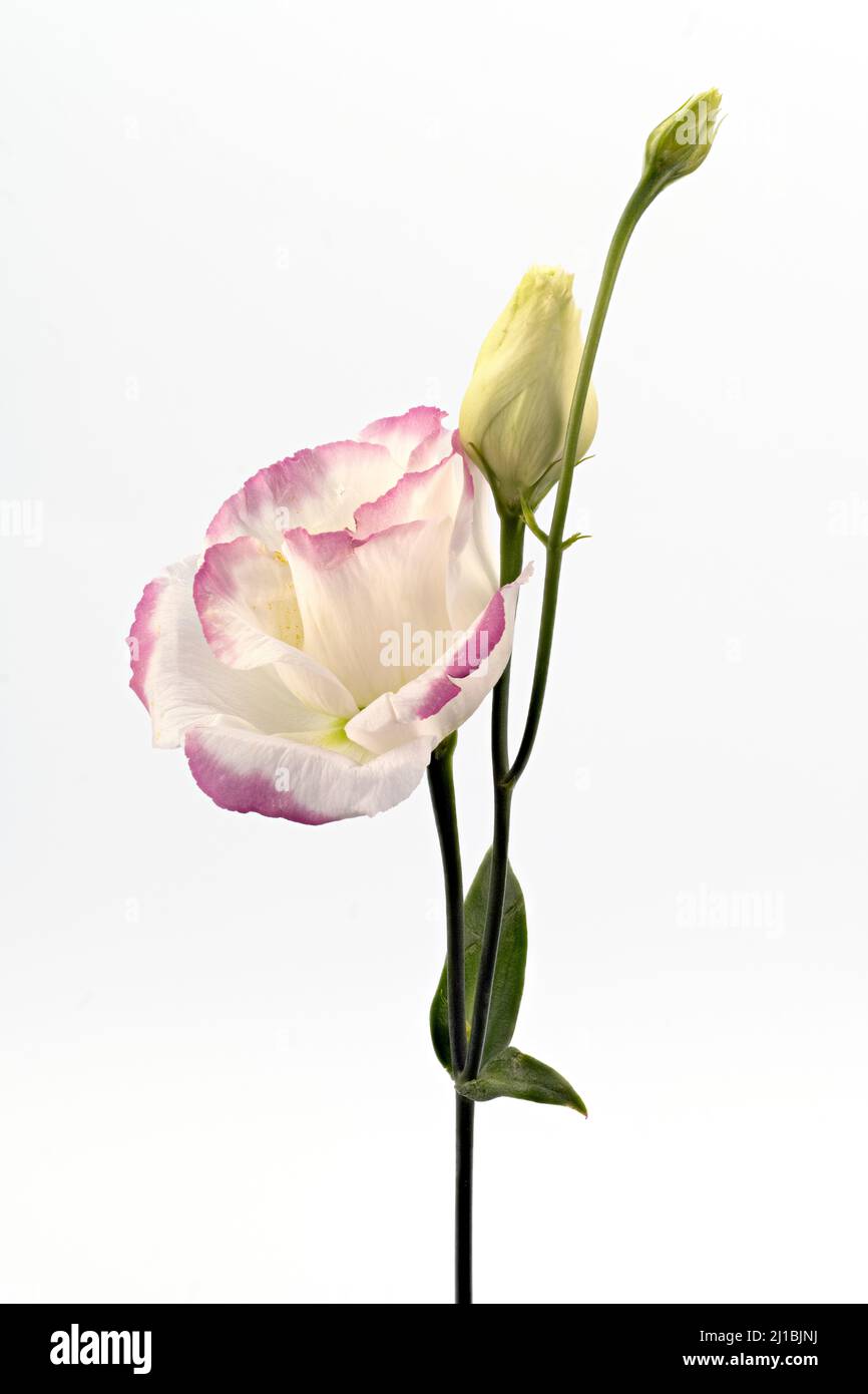 Eine wunderschöne, rosa umrandete, weiße Lisianthus-Blume, fotografiert vor einem schlichten weißen Hintergrund Stockfoto