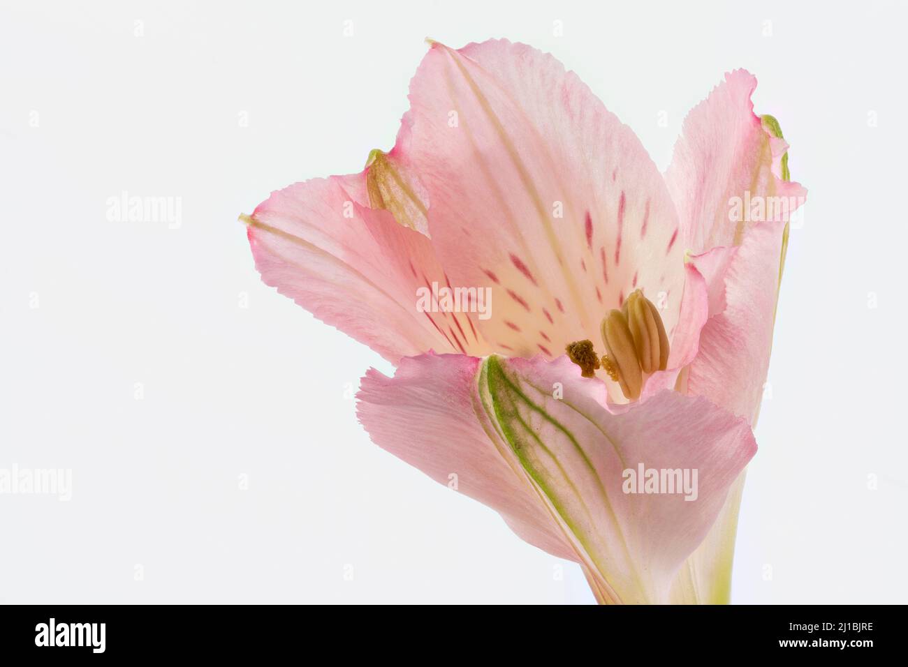 Nahaufnahme einer rosa Alstroemeria-Blume vor weißem Hintergrund Stockfoto