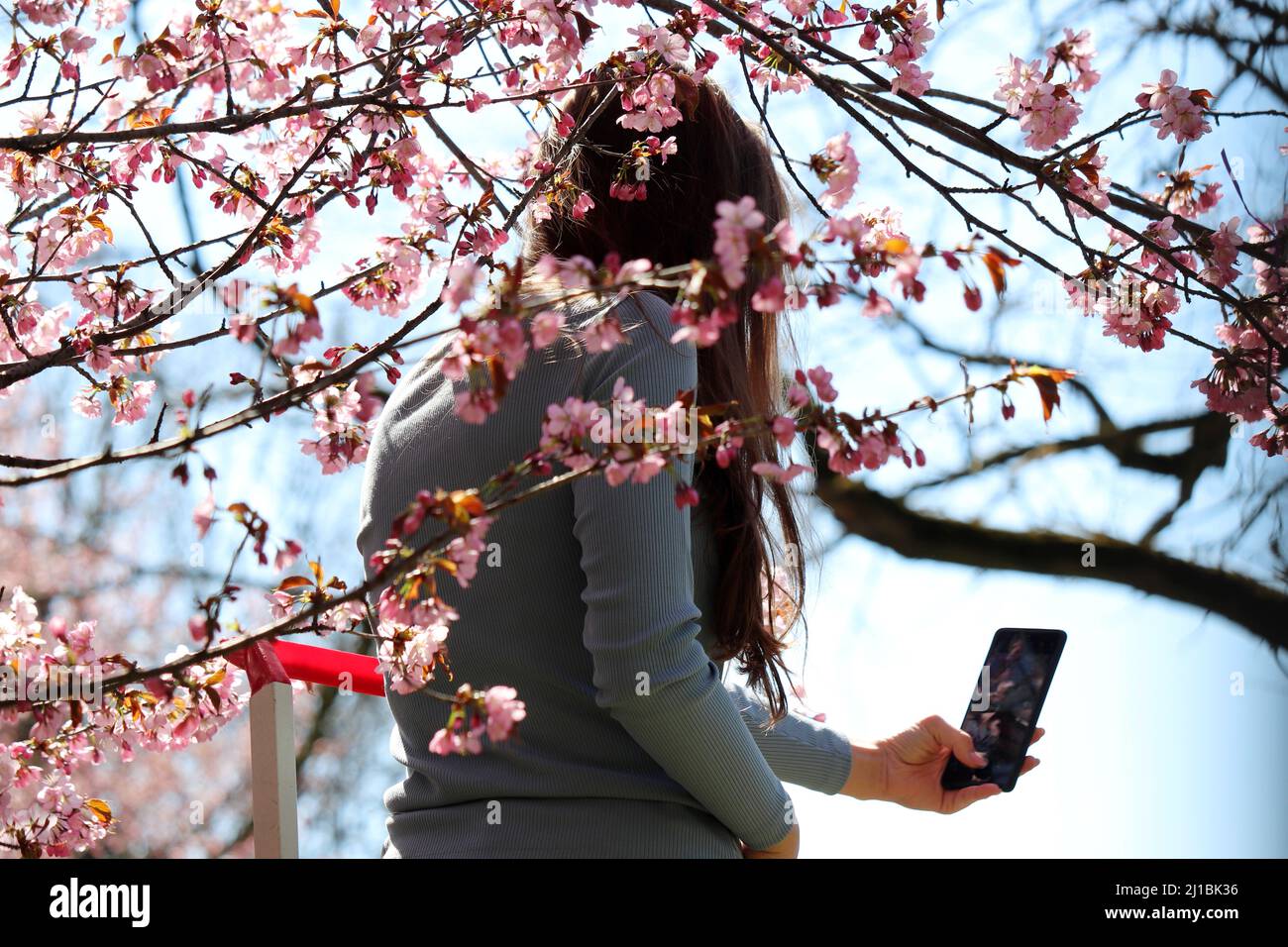 Mädchen macht Selfie auf Smartphone-Kamera auf dem Hintergrund von Sakura Blumen in japanischen Garten. Kirschblüte im Frühling Stockfoto