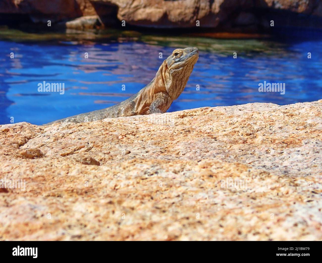 Eine flache Fokusaufnahme eines Leguans, der auf einem großen Stein sitzt und sich am Wasser sonnt Stockfoto