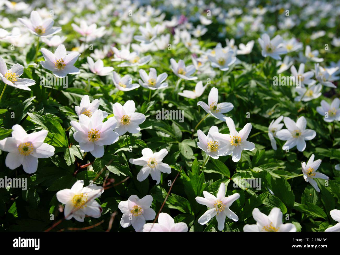 Der Frühling ist der Moment für diese wunderschöne Blume. Schneeglöckchen-Anemone Stockfoto