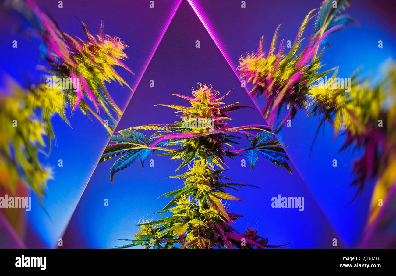 Moderner Cannabis-Hintergrund. Farbenfrohes, kreatives Marihuana-Banner mit Spiegelreflexeffekt. Neuer ästhetischer Look auf medizinischem Marihuana. Kunstfotografie Stockfoto