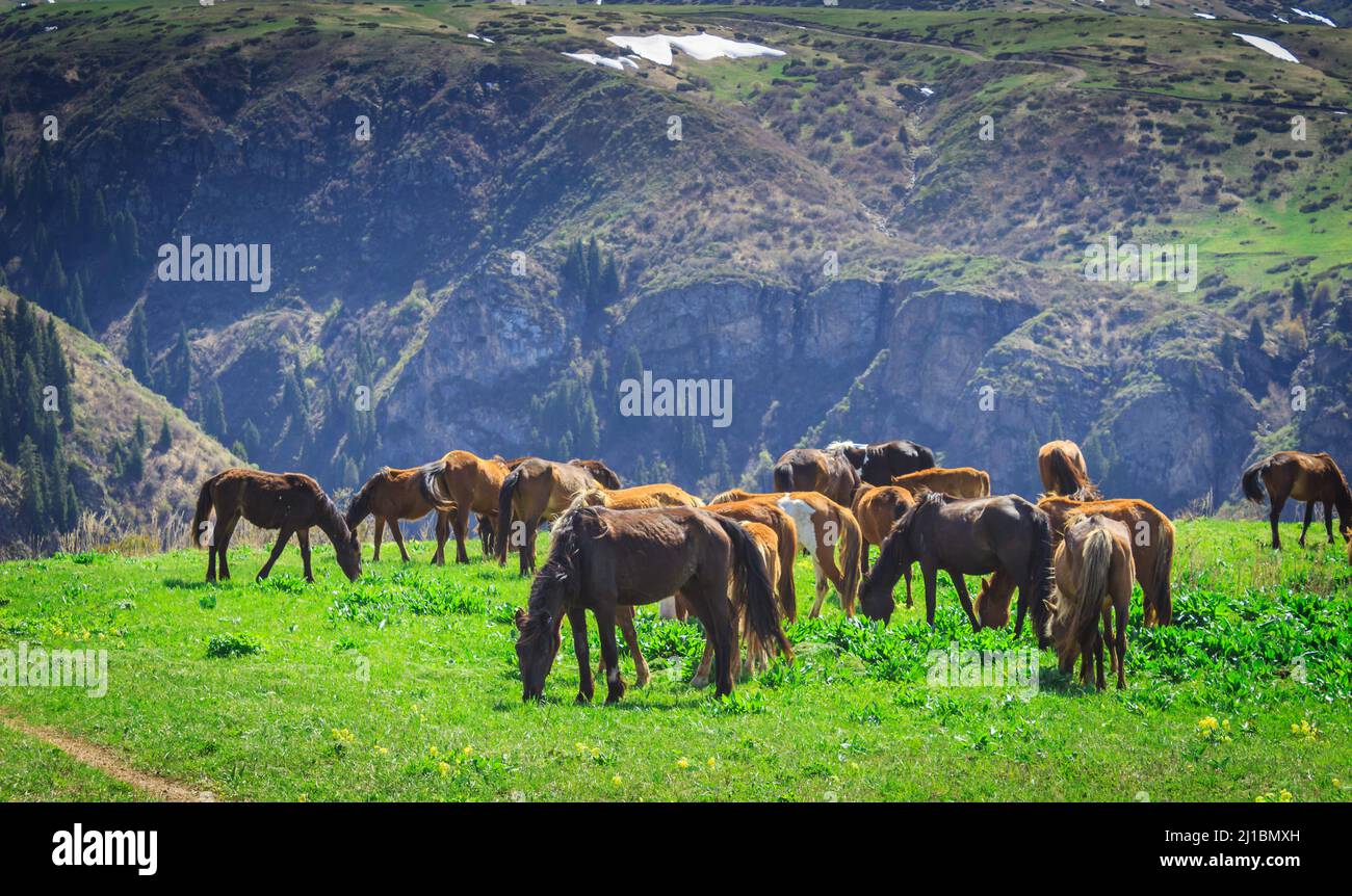 Halbwildpferde, Tian Shan Berge Stockfoto