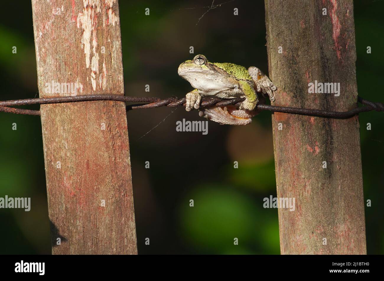 Nördlicher grauer Baumfrosch (Hyla versicolor) Stockfoto