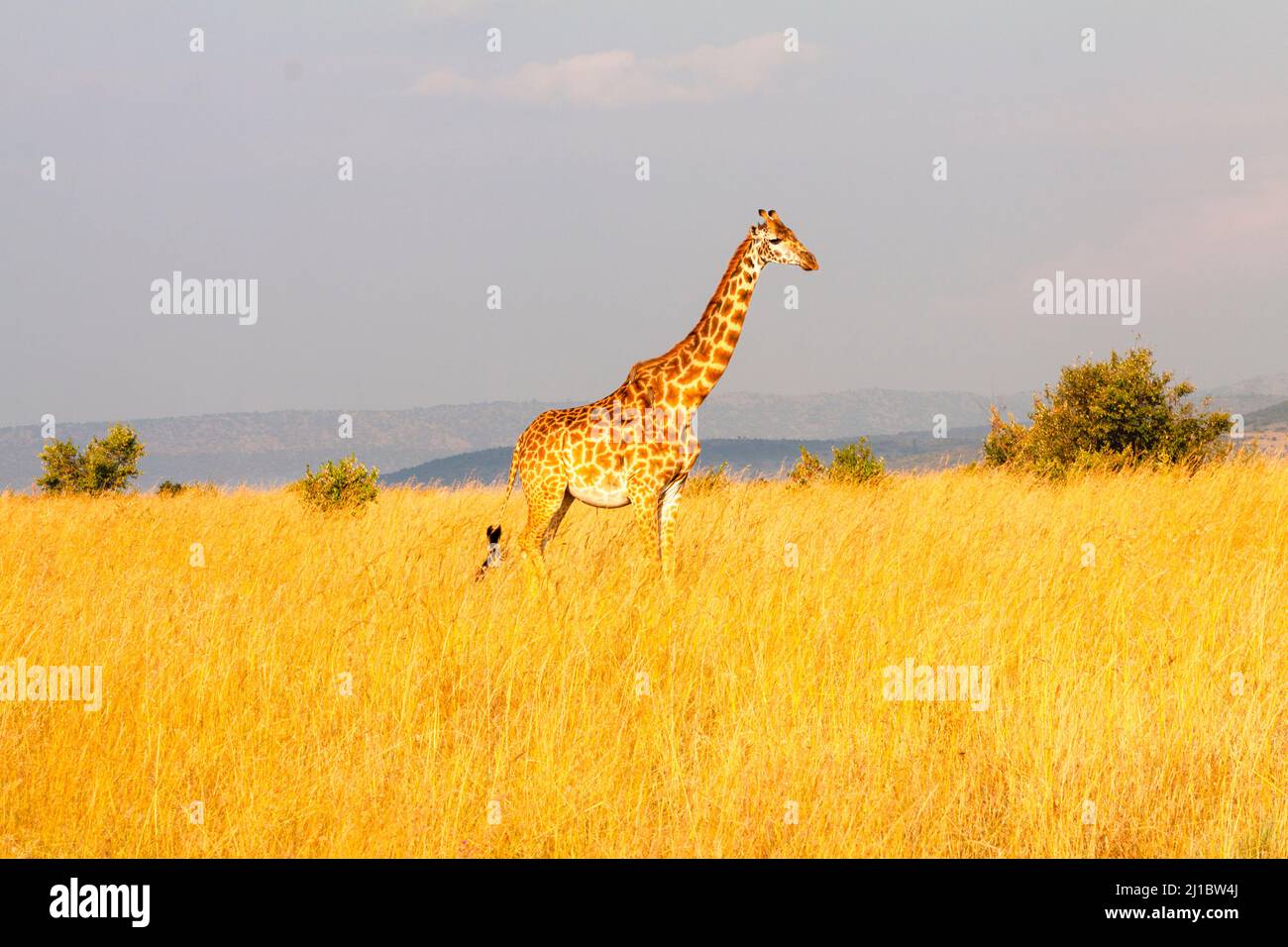 Kenia, masai-Giraffe Stockfoto