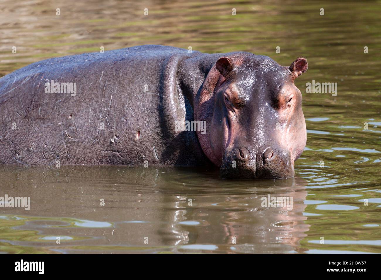 Kenia, Nilpferd Stockfoto