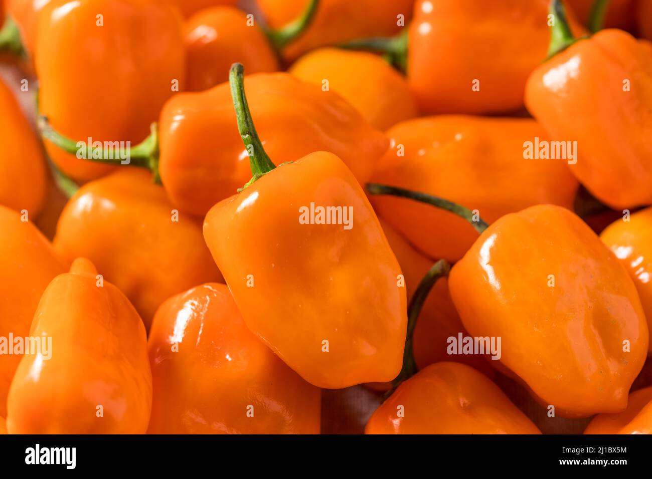 Würzige rohe Bio-Habanero-Paprika in einer Schüssel Stockfoto
