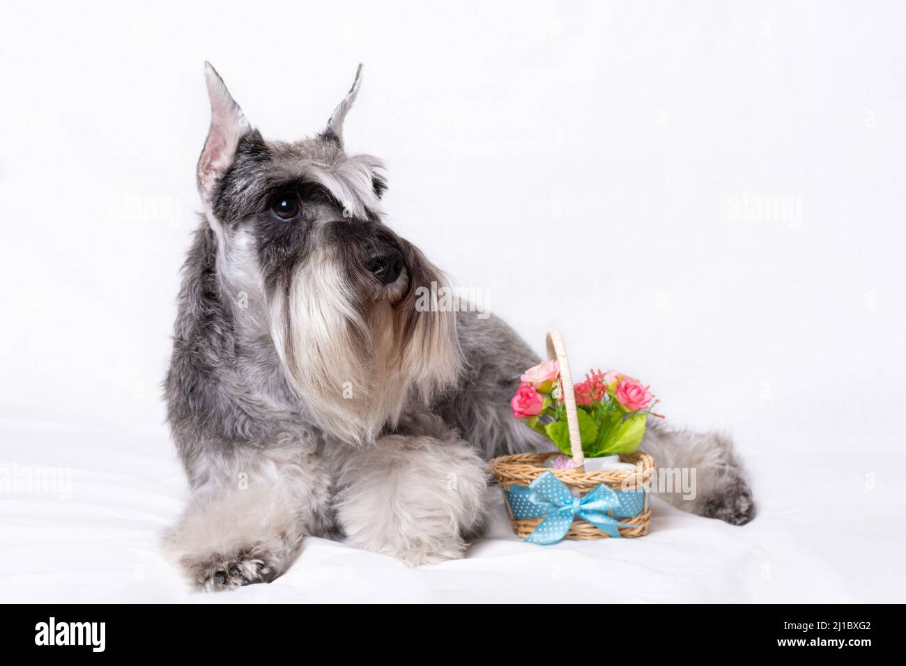 Ein schöner reinrassig grauer Miniatur-Schnauzer liegt auf weißem Hintergrund neben einem Blumenkorb. Pedigree bärtiger Miniatur-Schnauzer aus Pfeffer A Stockfoto
