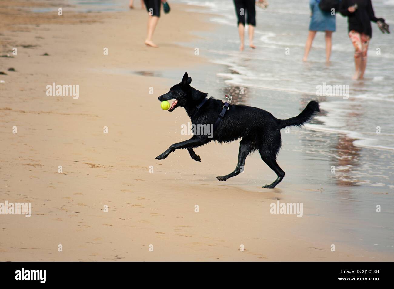 Aktiver schwarzer Hund, der am Strand mit einem gelben Ball spielt Stockfoto