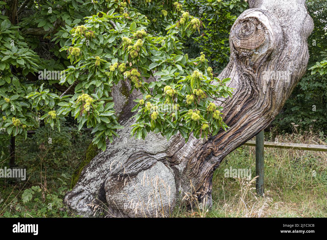 Ein knarriger, 450 Jahre alter spanischer Kastanienbaum (Castanea sativa) in der Abtei Balmerino, einem Zisterzienserkloster aus dem 13.. Jahrhundert in Balmerino, Fife, Schottland, Großbritannien Stockfoto
